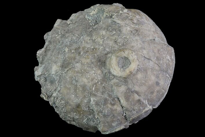 Crinoid Calyx (Pithocrinus) - Alpena, Michigan #68766
